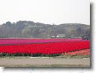 Flere tulipanmarker